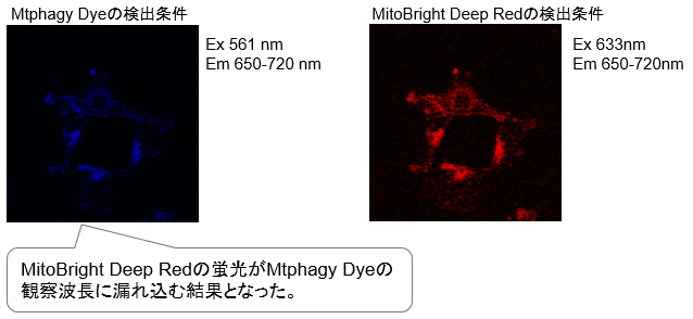 マイトファジー検出キット Mitophagy Detection Kit 同仁化学研究所