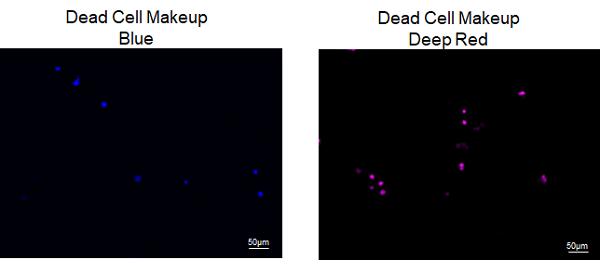 死細胞標識試薬（Blue） Dead Cell Makeup Blue - Higher Retention than PI 同仁化学研究所