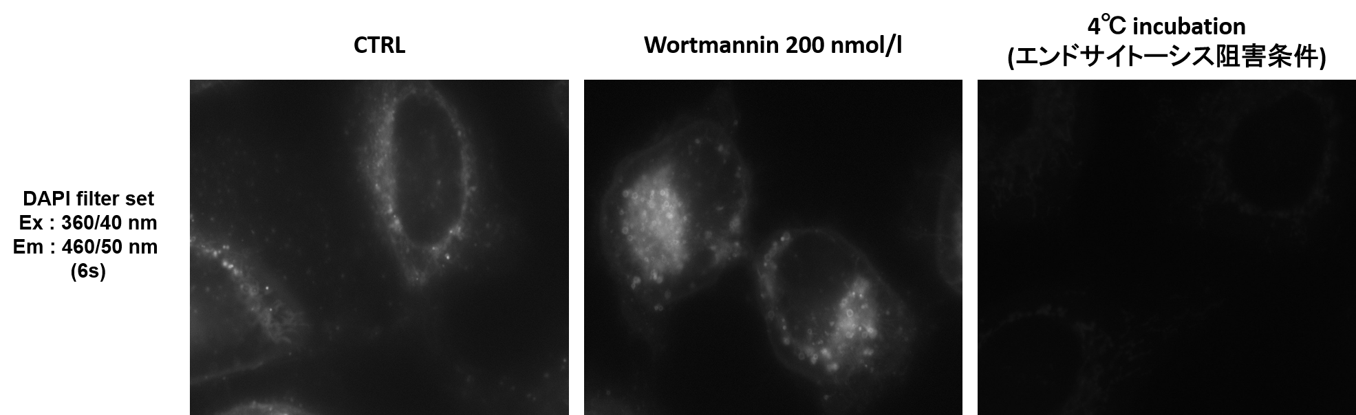 エンドサイトーシス検出試薬 ECGreen-Endocytosis Detection 同仁化学研究所