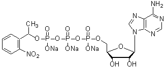 ケージド試薬: ATP Caged ATP | CAS 67030-27-7(free acid) 同仁化学研究所