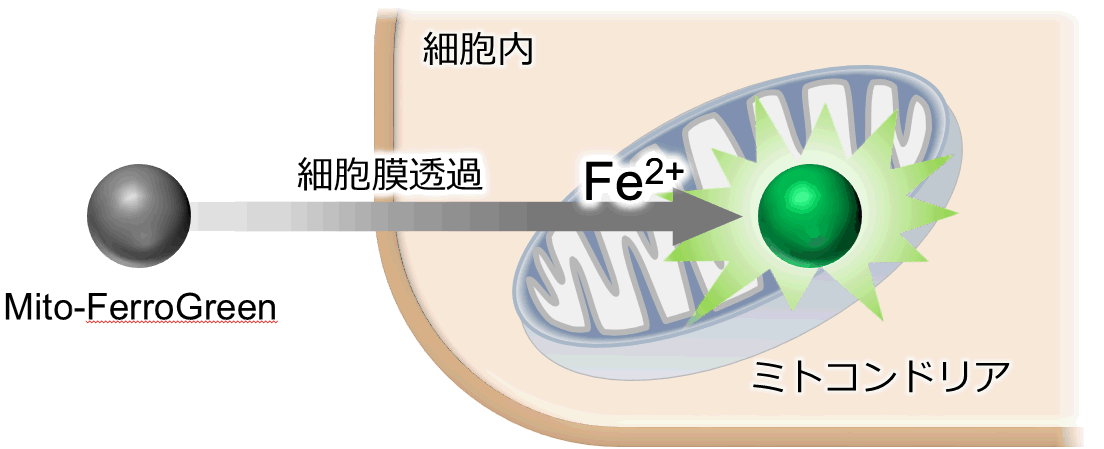 ミトコンドリア内鉄イオン検出試薬 Mito-FerroGreen | CAS - 同仁化学研究所