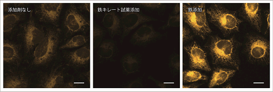 細胞内鉄イオン測定試薬 FerroOrange | CAS - 同仁化学研究所