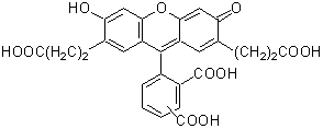 細胞内pH測定試薬 BCECF | CAS 85138-49-4 同仁化学研究所