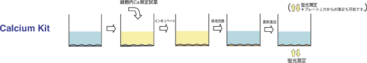 細胞内カルシウムイオン測定キット Calcium Kit - Fura 2 同仁化学研究所