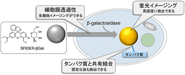 β-galactosidaseの検出試薬 SPiDER-βGal | CAS 1824699-57-1 同仁化学研究所