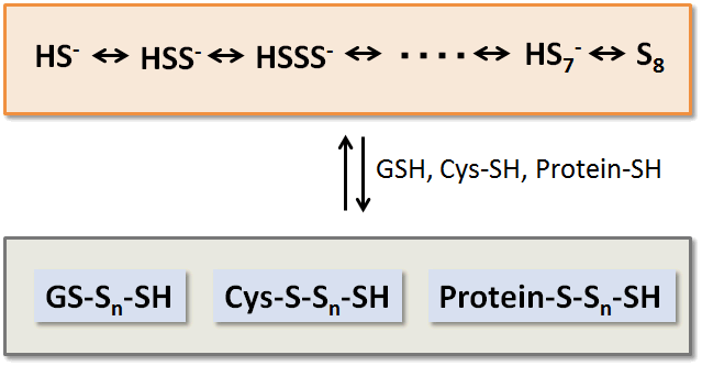 生体硫黄解析用試薬 -SulfoBiotics- Sodium Polysulfide Set | CAS - 同仁化学研究所