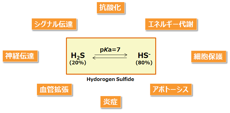 生体硫黄解析用試薬 -SulfoBiotics- Sodium sulfide (Na2S) | CAS 1313-82-2 同仁化学研究所