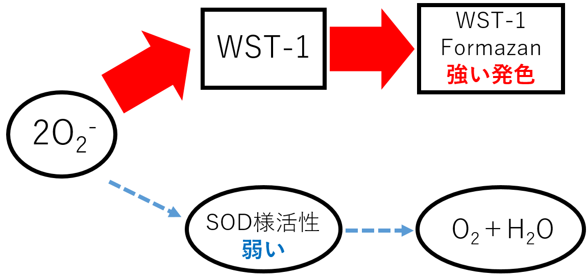 抗酸化能測定キット SOD Assay Kit - WST 同仁化学研究所