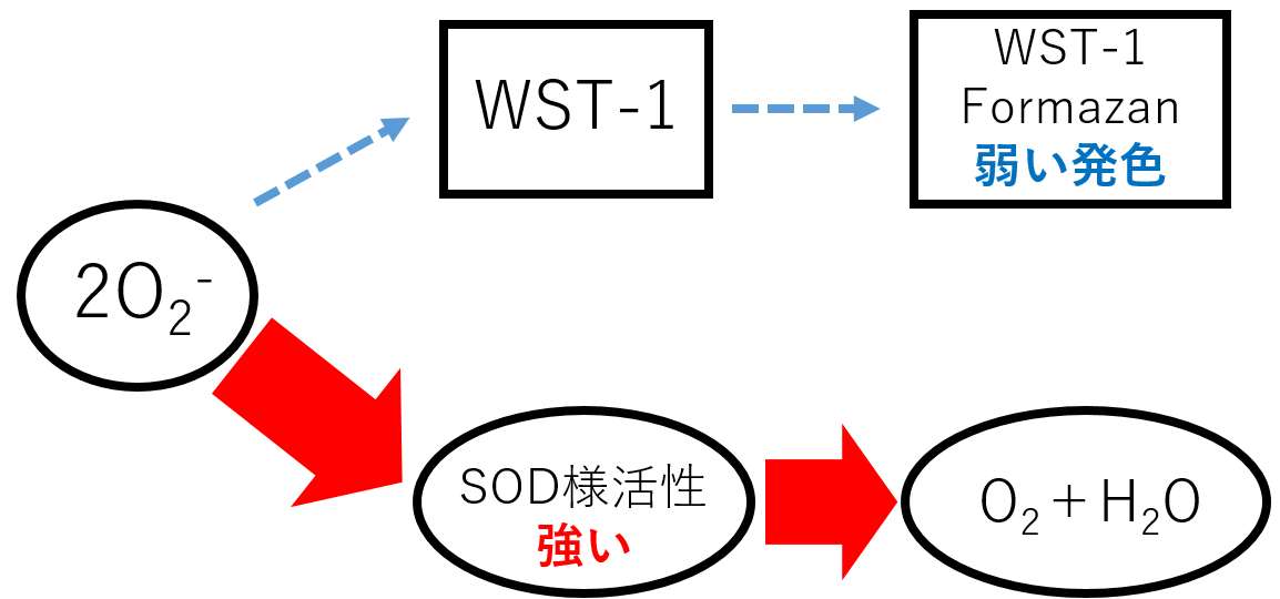 抗酸化能測定キット SOD Assay Kit - WST 同仁化学研究所