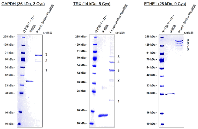 生体硫黄解析用試薬 -SulfoBiotics- PEG-PCMal 同仁化学研究所