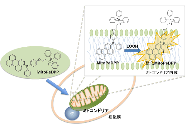 ミトコンドリア脂溶性過酸化物検出試薬 MitoPeDPP | CAS 1187472-58-7 同仁化学研究所