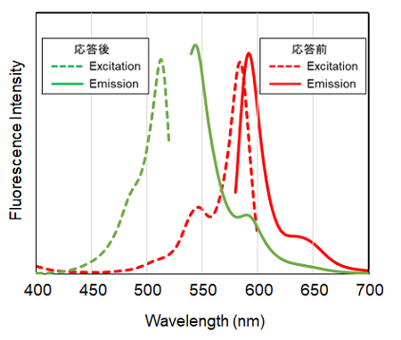 脂質過酸化検出試薬 Lipid Peroxidation Probe -BDP 581/591 C11- 同仁化学研究所