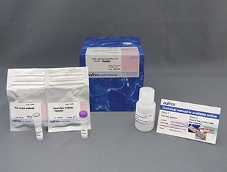 DNAダメージ検出抗体 DNA Damage Detection Kit - γH2AX　- Deep Red 同仁化学研究所