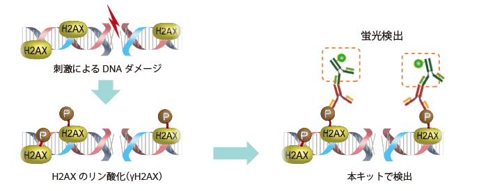DNAダメージ検出抗体 DNA Damage Detection Kit - γH2AX　- Deep Red 同仁化学研究所
