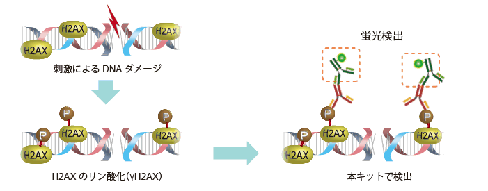 DNAダメージ検出抗体 DNA Damage Detection Kit - γH2AX　- Green 同仁化学研究所