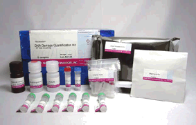 ストレスマーカー検出試薬 -Nucleostain- DNA Damage Quantification Kit -AP Site Counting- 同仁化学研究所