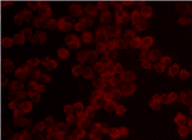 DNAダメージ検出抗体 Anti-Nitroguanosine monoclonal antibody(Clone#NO2G52) 同仁化学研究所