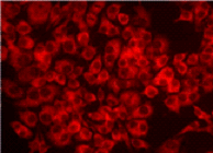 DNAダメージ検出抗体 Anti-Nitroguanosine monoclonal antibody(Clone#NO2G52) 同仁化学研究所