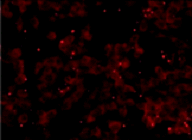 DNAダメージ検出抗体 Anti-Nitroguanosine monoclonal antibody(Clone#NO2G52) 同仁化学研究所