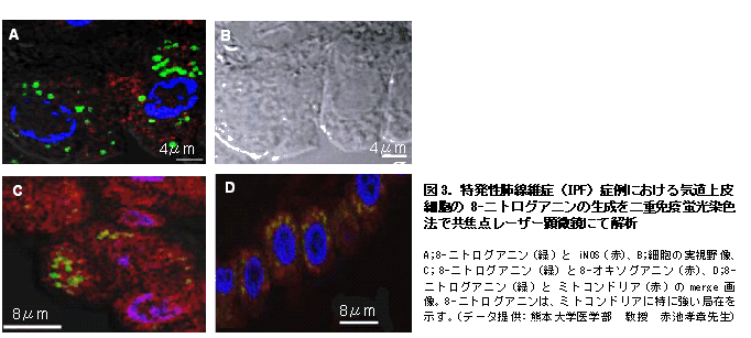 DNAダメージ検出抗体 Anti-Nitroguanosine monoclonal antibody(Clone#NO2G52) 同仁化学研究所