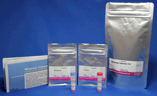 NADP/NADPH 測定キット NADP/NADPH Assay Kit-WST 同仁化学研究所