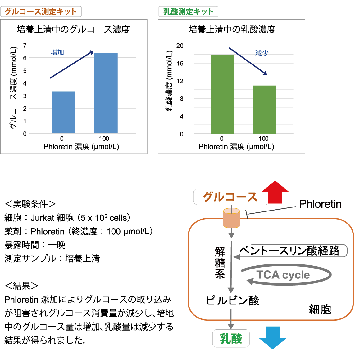 グルコース測定キット Glucose Assay Kit-WST 同仁化学研究所