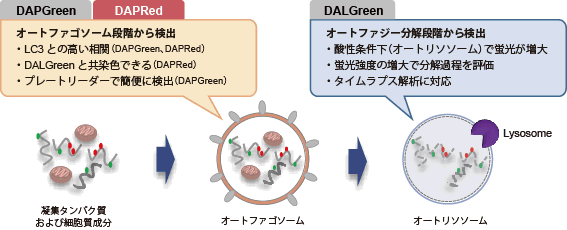 オートファジー（オートファゴソーム）の検出試薬 DAPRed - Autophagy Detection 同仁化学研究所