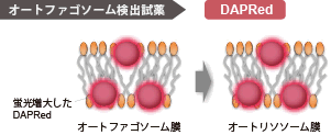 オートファジー（オートファゴソーム）の検出試薬 DAPRed - Autophagy Detection 同仁化学研究所