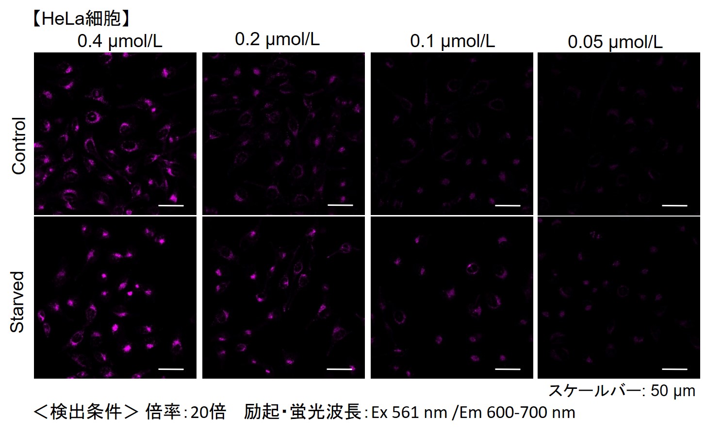 オートファジー（オートファゴソーム）の検出試薬 DAPRed - Autophagy Detection 同仁化学研究所