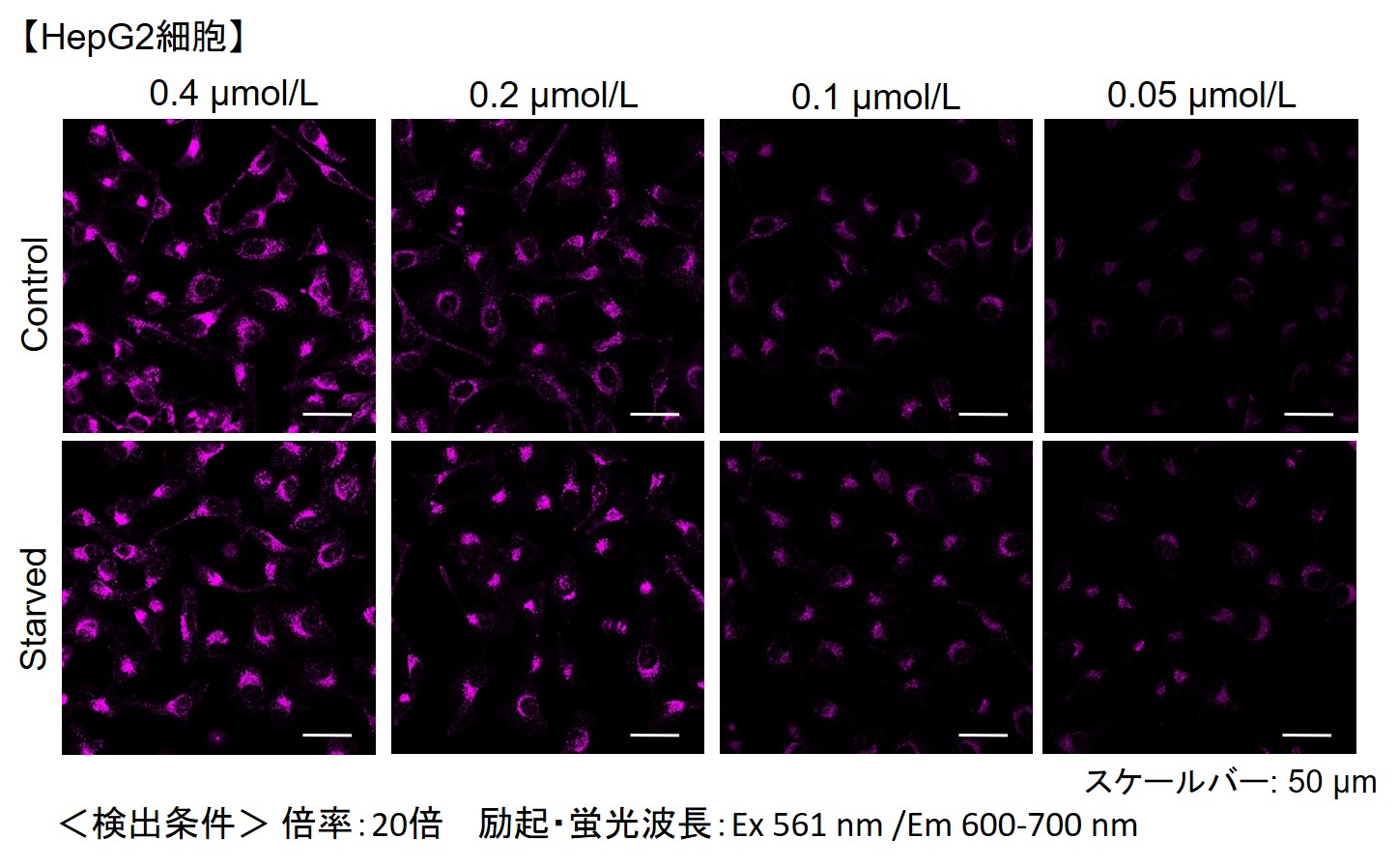 オートファジー（オートファゴソーム）の検出試薬 DAPRed - Autophagy Detection 同仁化学研究所