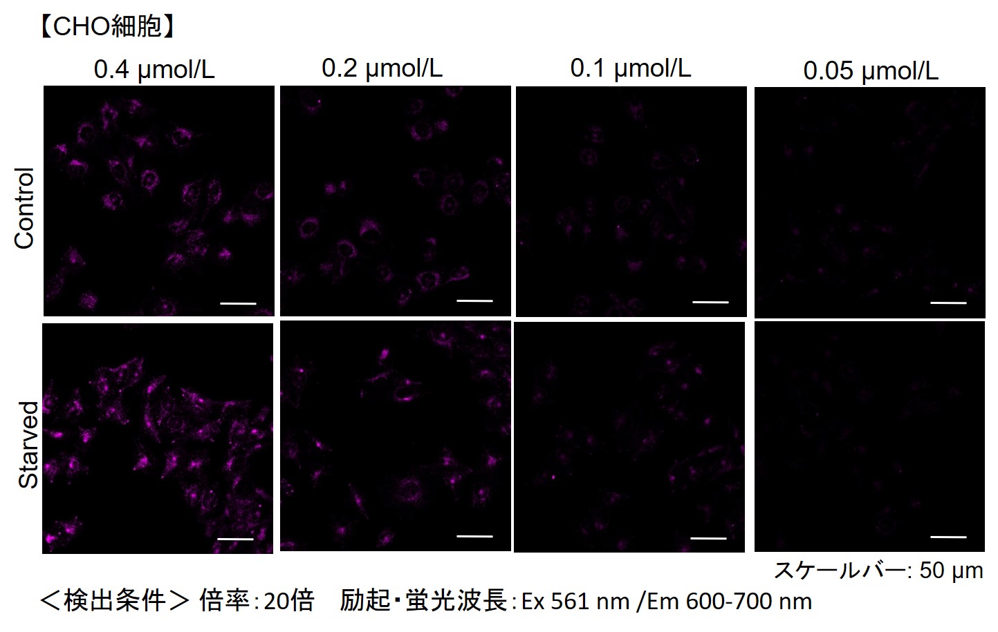 オートファジー（オートファゴソーム）の検出試薬 DAPRed - Autophagy Detection 同仁化学研究所