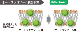 オートファジー（オートファゴソーム）の検出試薬 DAPGreen - Autophagy Detection 同仁化学研究所