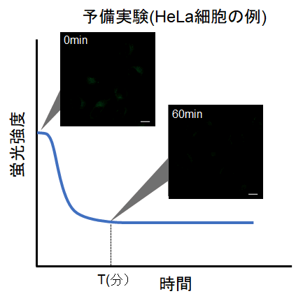 オートファジー（オートファゴソーム）の検出試薬 DAPGreen - Autophagy Detection 同仁化学研究所