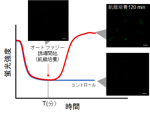 オートファジー（オートファゴソーム）の検出試薬 DAPGreen - Autophagy Detection 同仁化学研究所