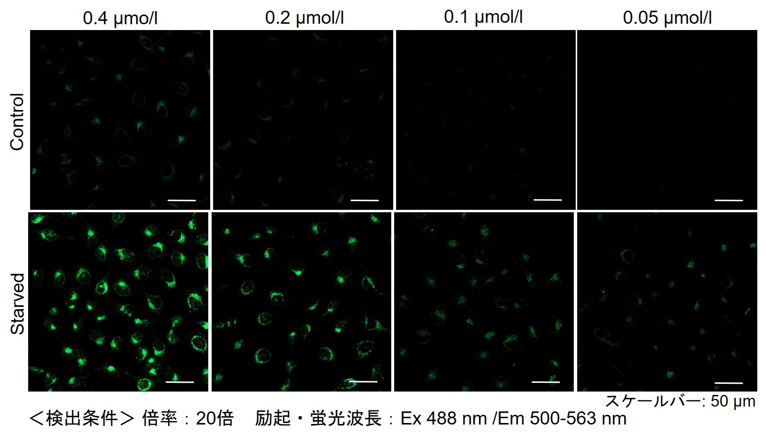 オートファジー（オートファゴソーム）の検出試薬 DAPGreen - Autophagy Detection 同仁化学研究所