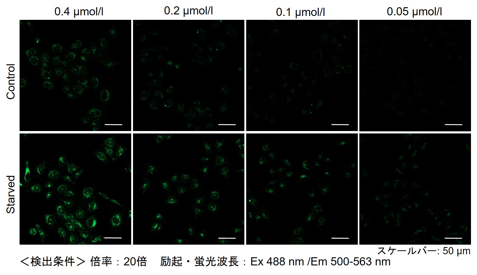 オートファジー（オートファゴソーム）の検出試薬 DAPGreen - Autophagy Detection 同仁化学研究所