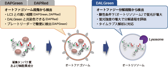 オートファジー（オートリソソーム）の検出試薬 DALGreen - Autophagy Detection 同仁化学研究所