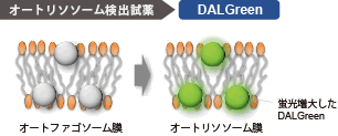 オートファジー（オートリソソーム）の検出試薬 DALGreen - Autophagy Detection 同仁化学研究所
