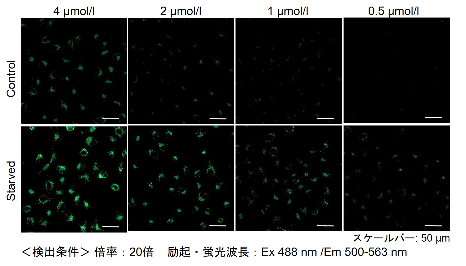 オートファジー（オートリソソーム）の検出試薬 DALGreen - Autophagy Detection 同仁化学研究所