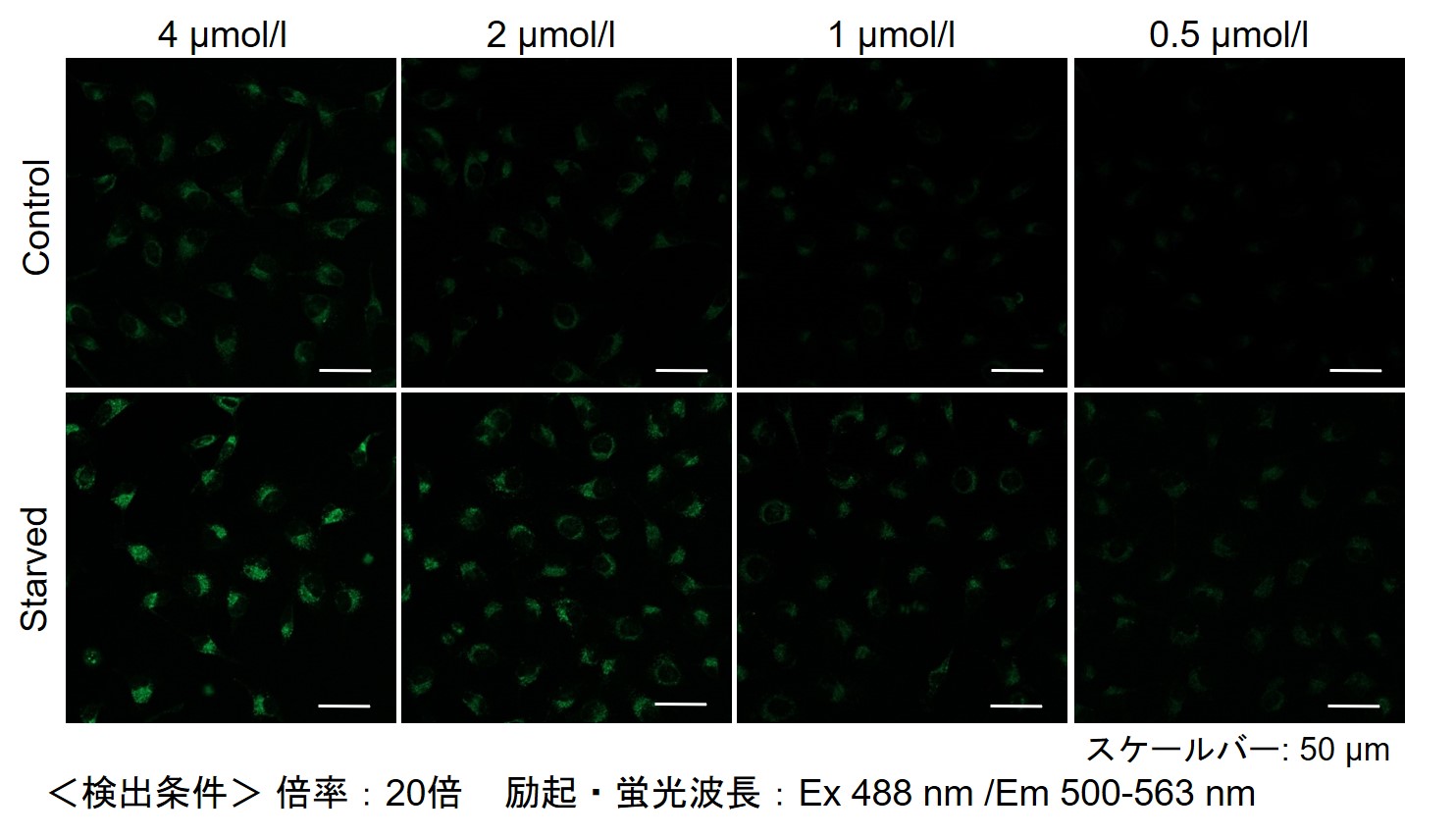 オートファジー（オートリソソーム）の検出試薬 DALGreen - Autophagy Detection 同仁化学研究所