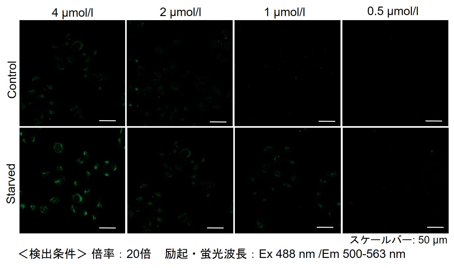 オートファジー（オートリソソーム）の検出試薬 DALGreen - Autophagy Detection 同仁化学研究所