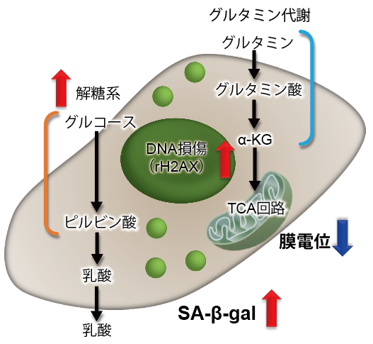 細胞周期測定試薬 Cell Cycle Assay Solution Blue 同仁化学研究所