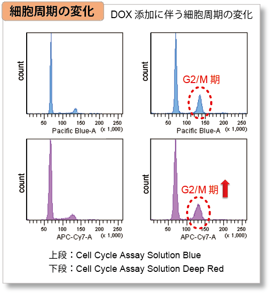 細胞周期測定試薬 Cell Cycle Assay Solution Deep Red 同仁化学研究所