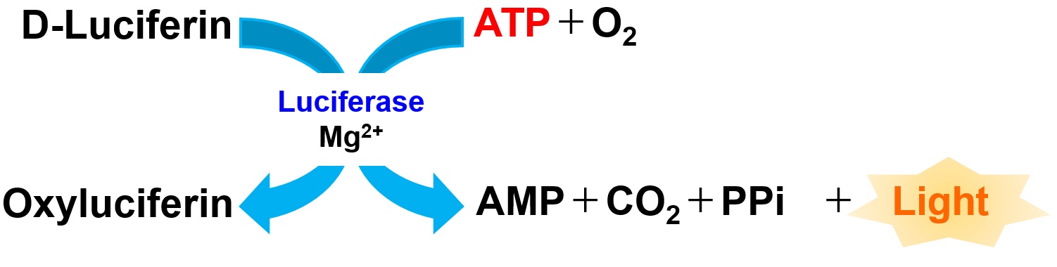 ATP測定キット ATP Assay Kit-Luminescence 同仁化学研究所