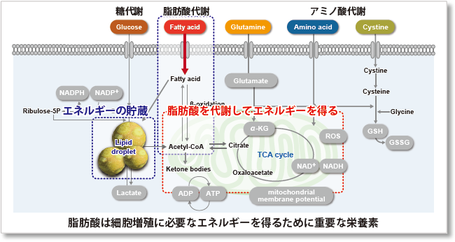 脂肪酸取り込み検出キット Fatty Acid Uptake Assay Kit 同仁化学研究所