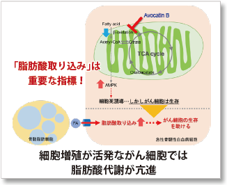 脂肪酸取り込み検出キット Fatty Acid Uptake Assay Kit 同仁化学研究所