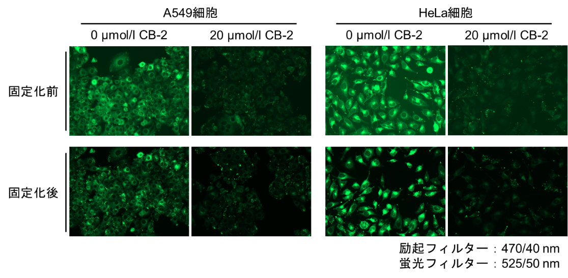 脂肪酸取り込み検出キット Fatty Acid Uptake Assay Kit 同仁化学研究所