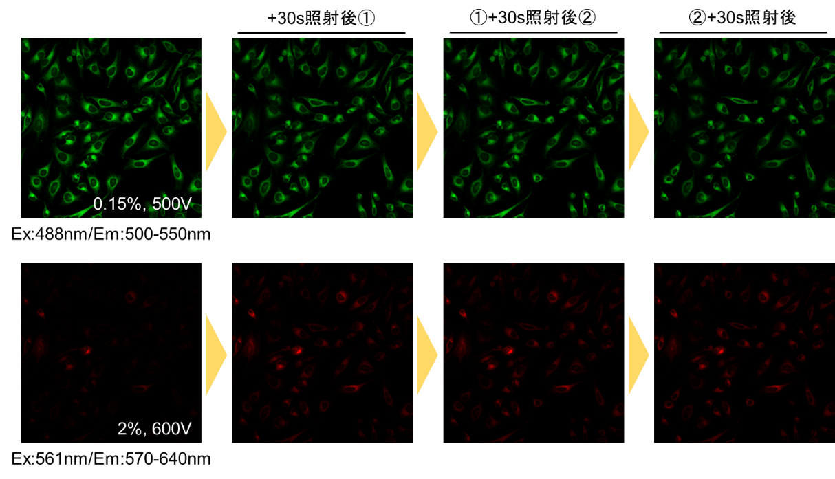 脂肪酸取り込み検出キット Fatty Acid Uptake Assay Kit 同仁化学研究所