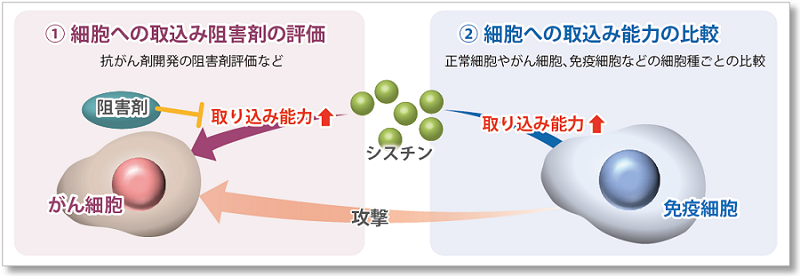 シスチン取り込み検出キット Cystine Uptake Assay Kit 同仁化学研究所