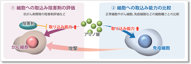 アミノ酸取り込み検出キット Amino Acid Uptake Assay Kit 同仁化学研究所